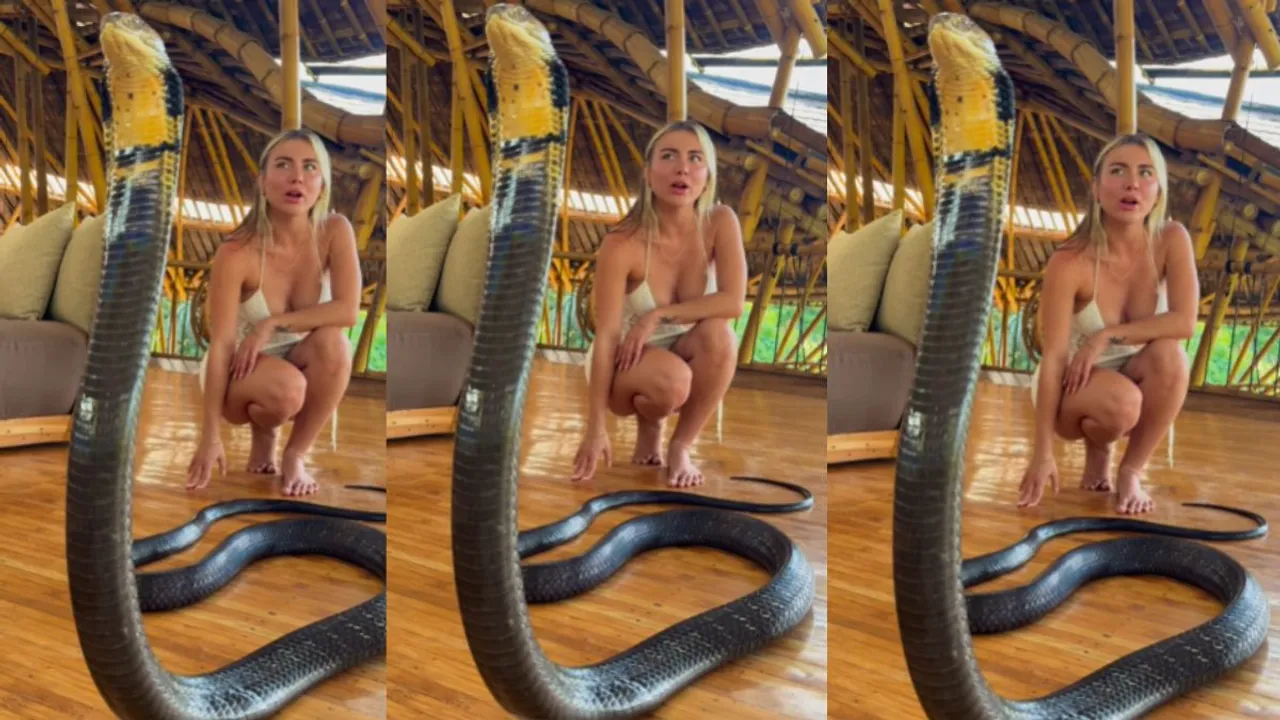 Viral king cobra video