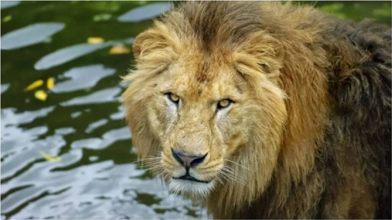 amreli lion attack