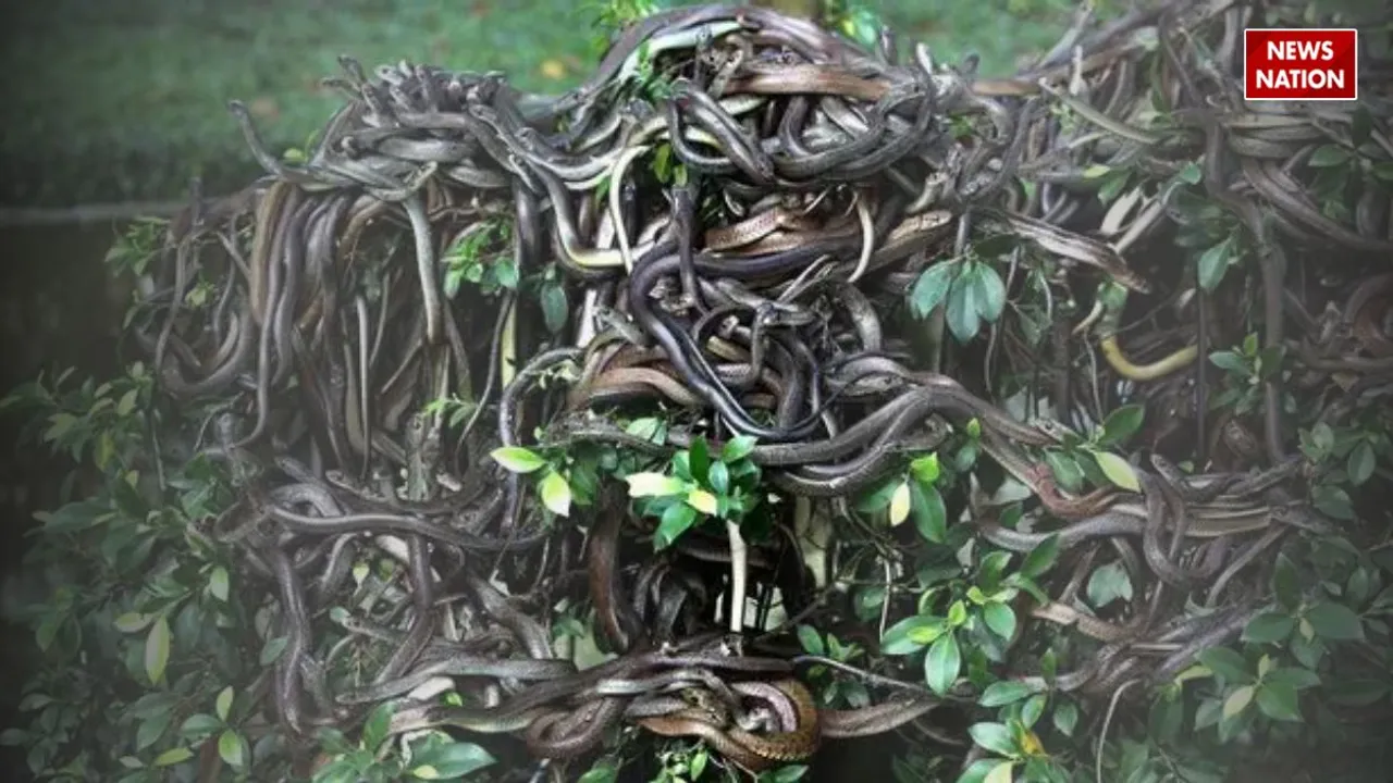 snake island news