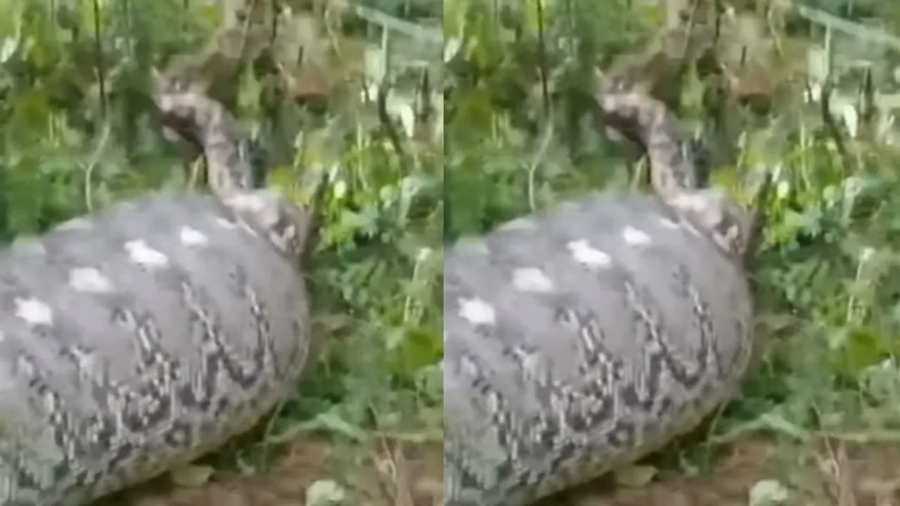 python swallow