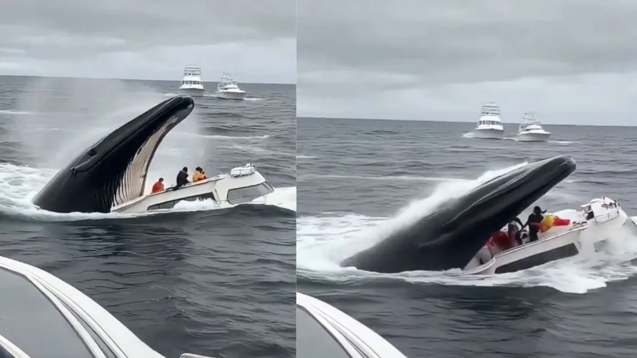 blue whale swallowed yacht 