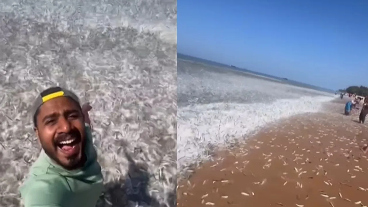 flood of fishes viral video