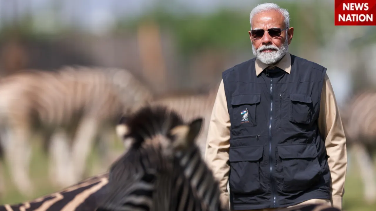 4 PM Modi zebra