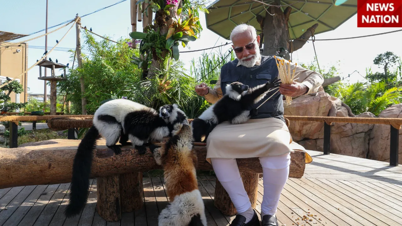 9 PM Modi baboon