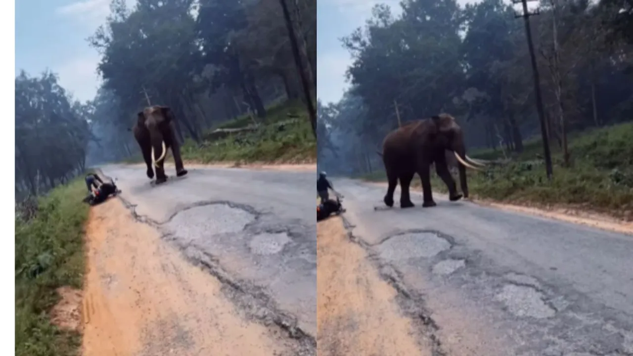 viral elephant attack video social media