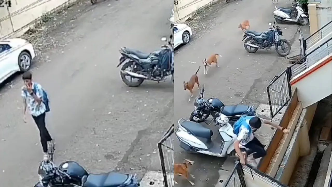 dogs attack video on kids