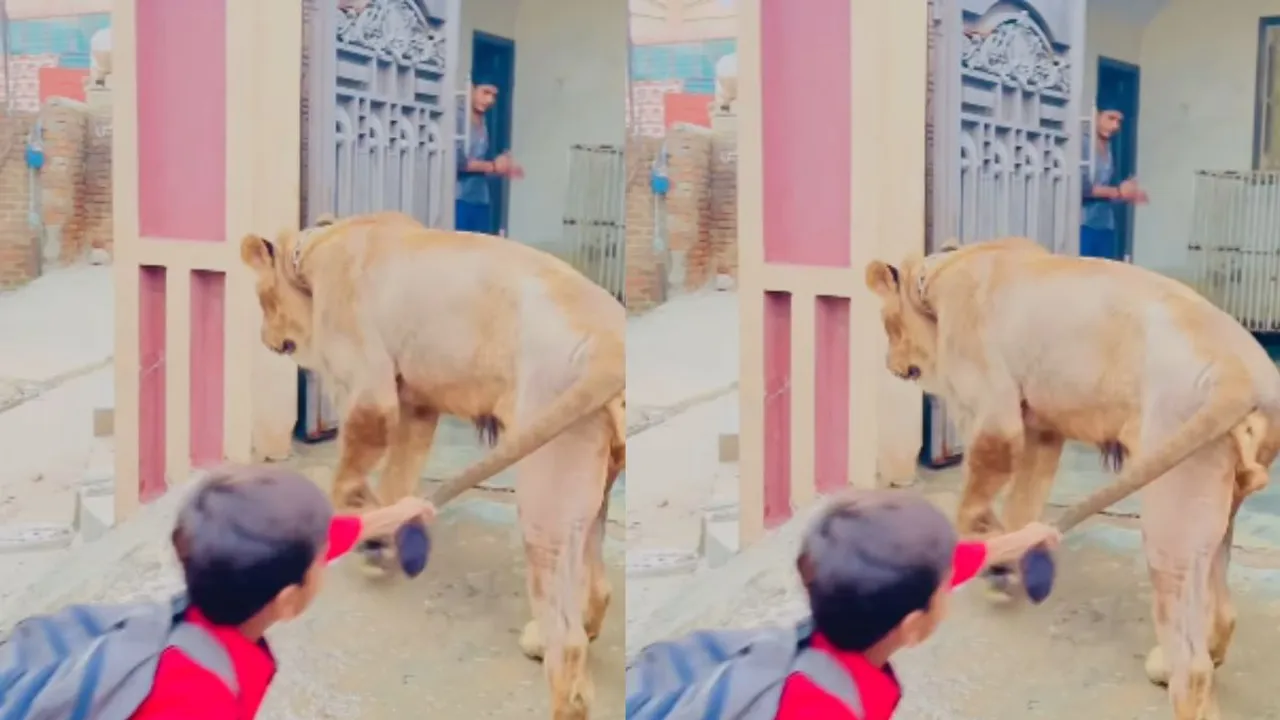 lion attack video on kids