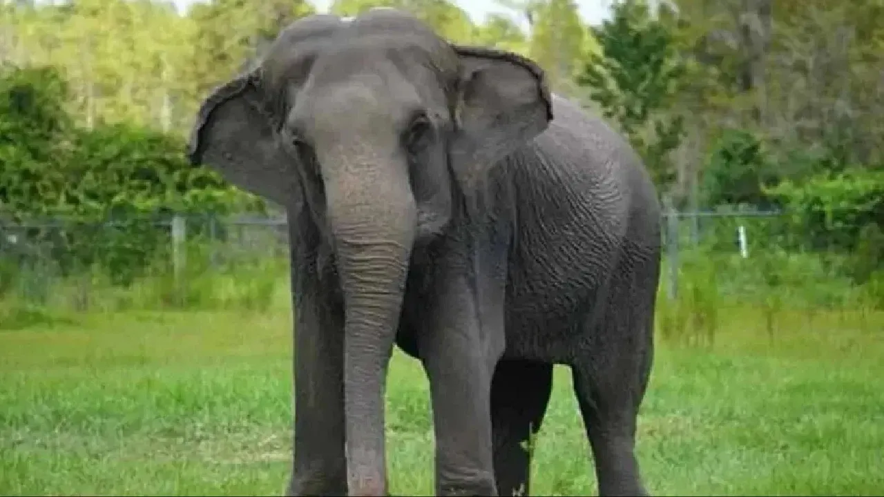 wild elephant killed man