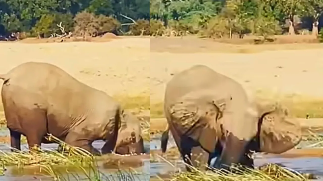 elephants attack video