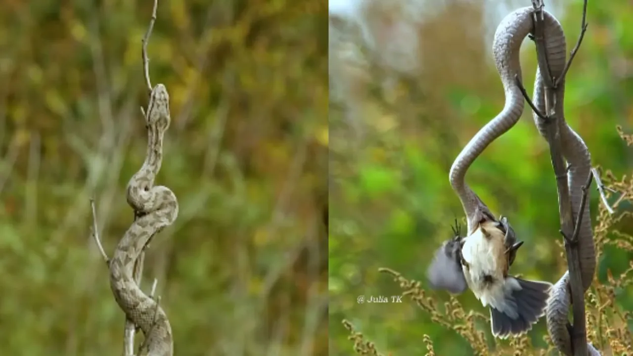 snake hunting video viral on social media