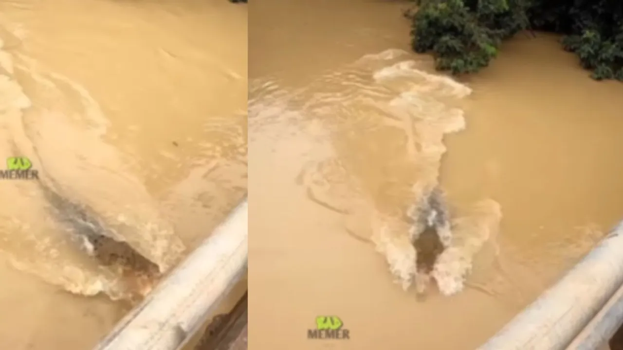 viral crocodile news