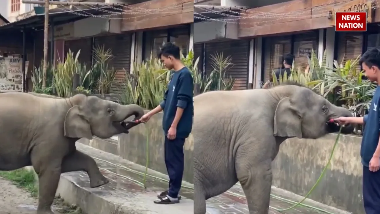 elephant drink water 