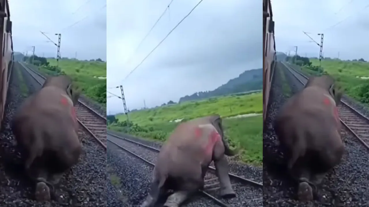 Viral elephants accident video