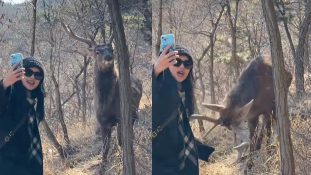 Viral wildlife video on social media