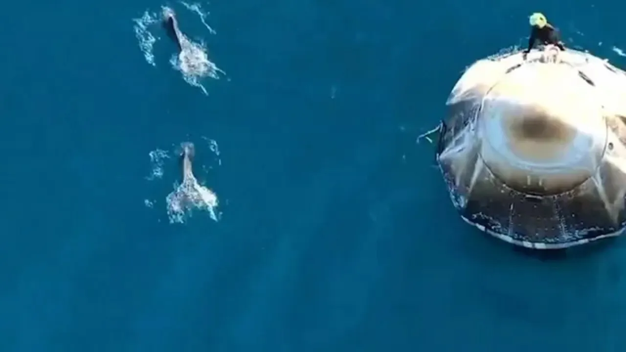Sunita Williams was welcomed by the dolphins