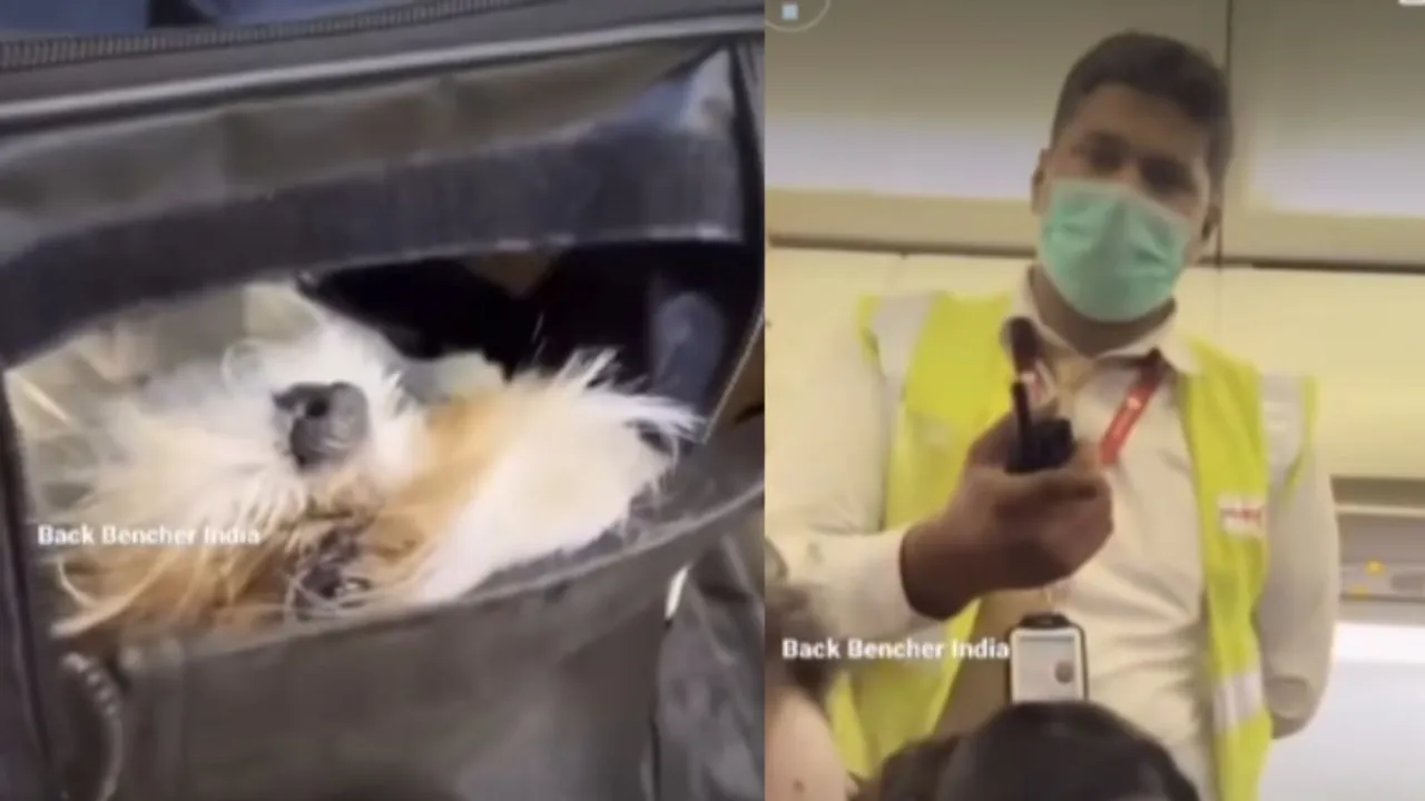 Viral Video dog fight in flight