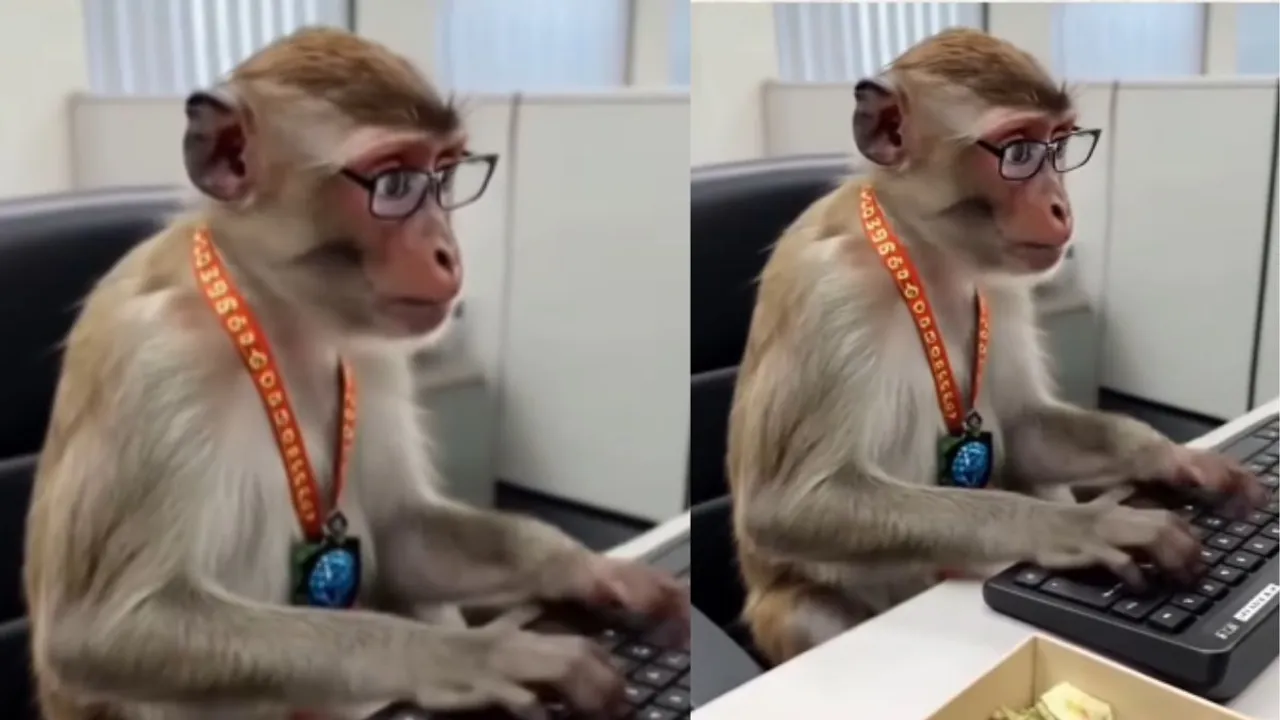 Viral monkey ai video