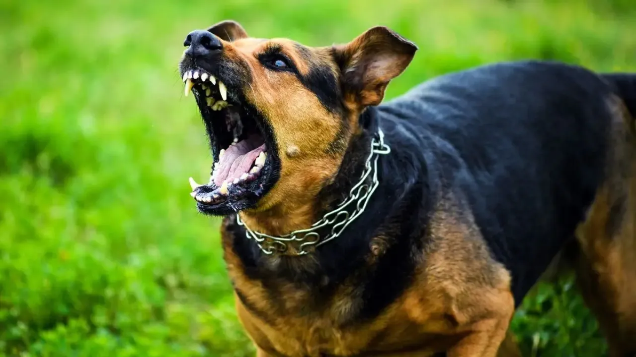 samastipur dog shot dead