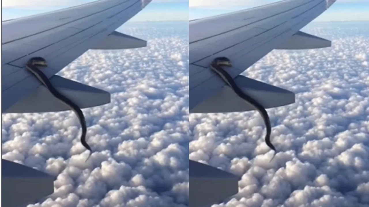 vIRAL vIDEO SNAKE FLIGHT