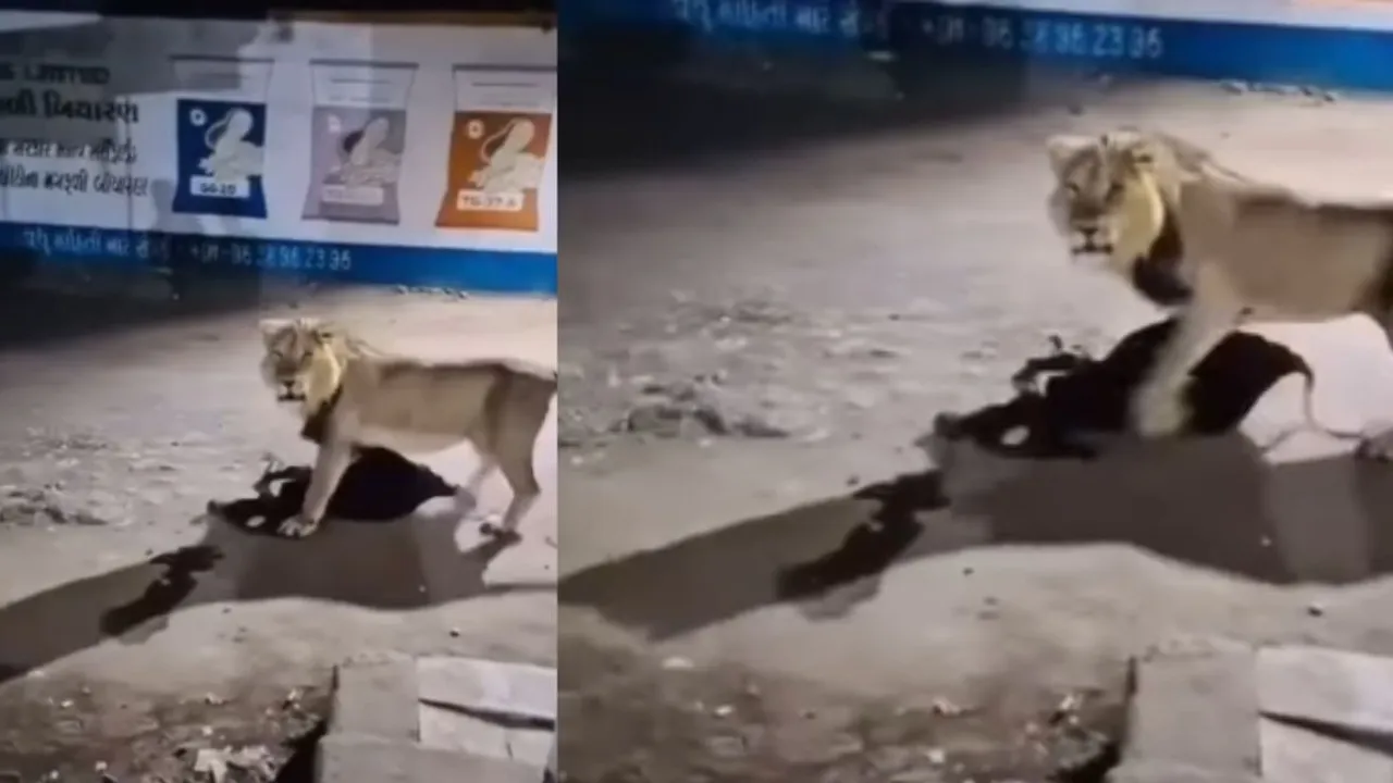 GIR LION VIDEO ON SOCIAL MEDIA