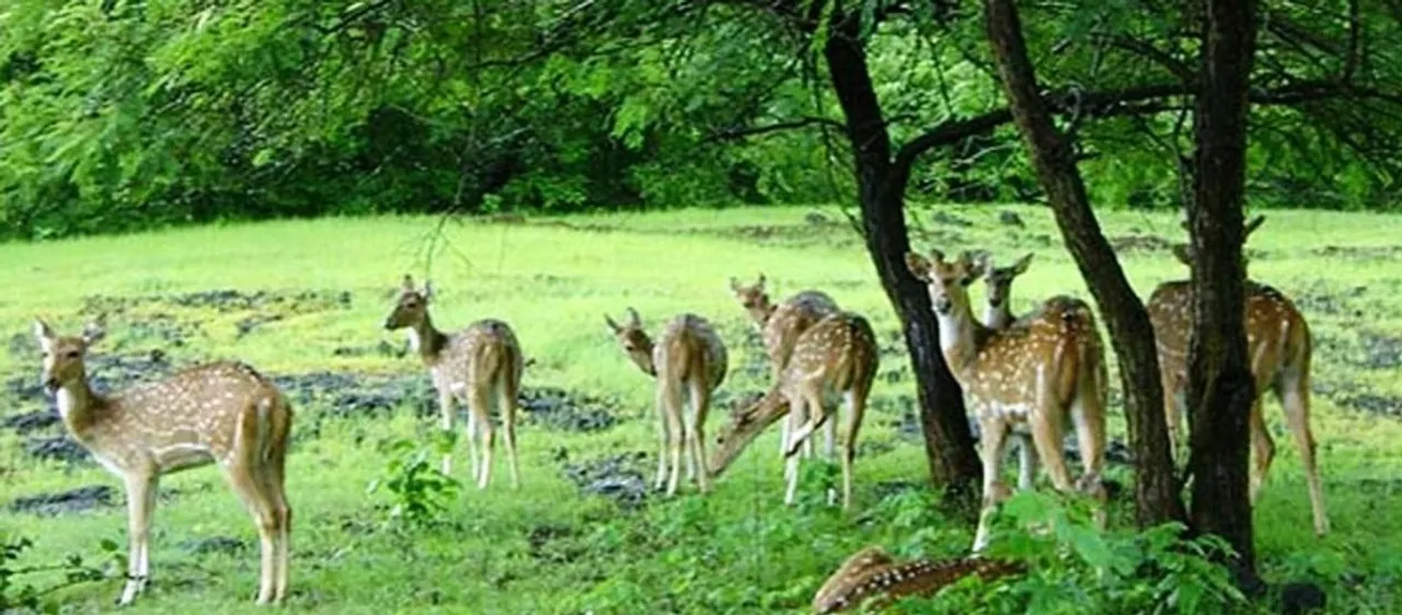सरिस्का राष्ट्रीय उद्यान, राजस्थान
