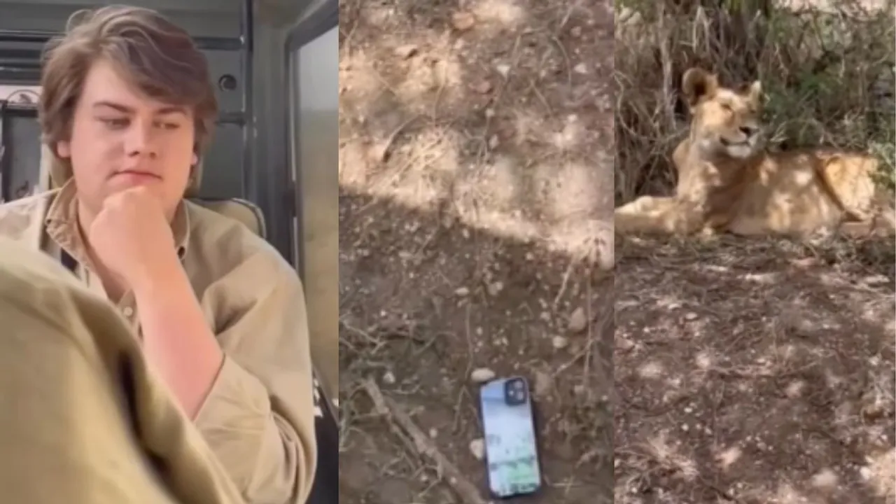 During jungle safari, a young man's phone fell near a lion