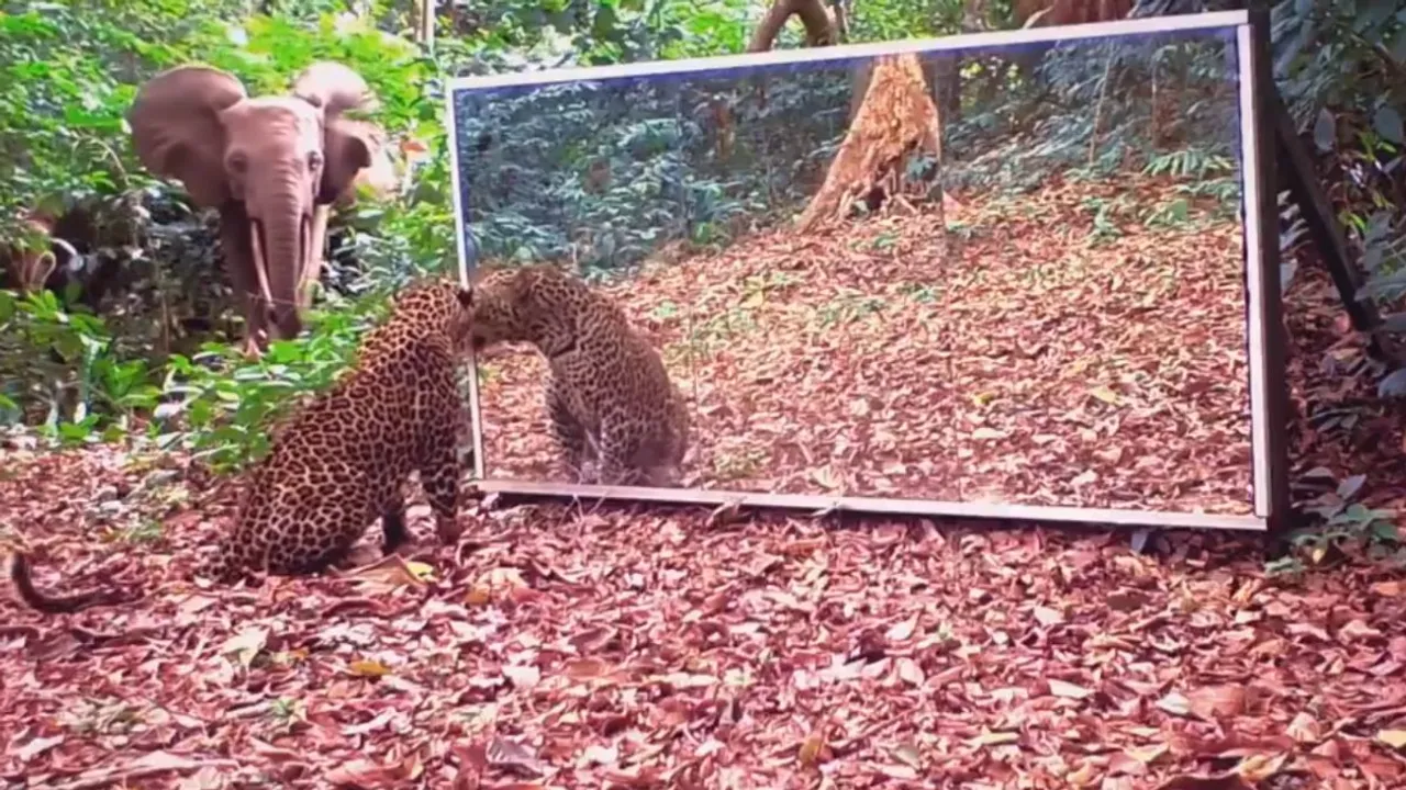 Viral Wildlife video on social media