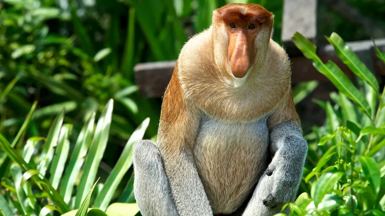 proboscis Monkey