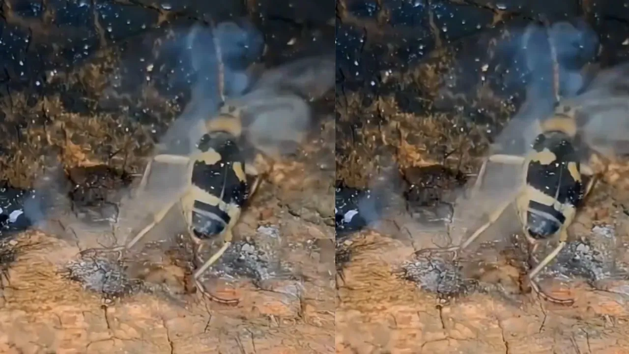Bombardier beetle 