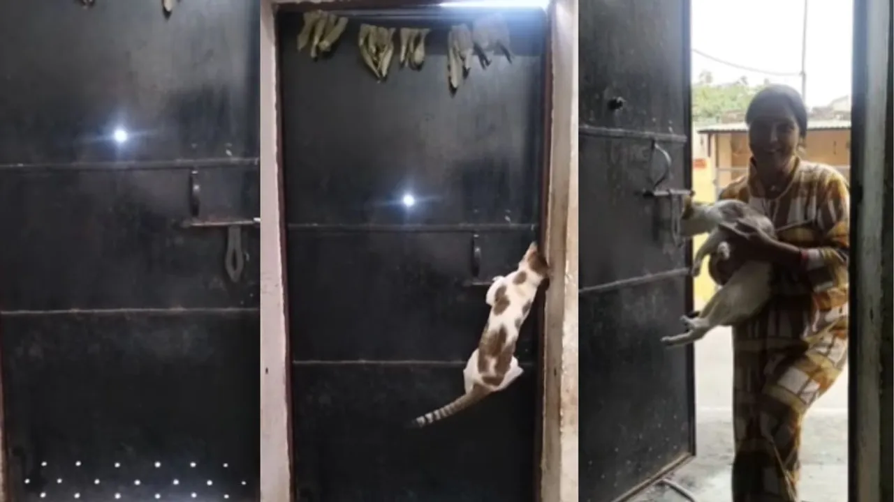 Viral cat claver video on social media