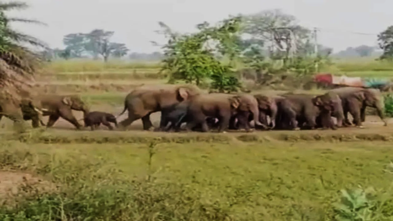 Elephant attack uttarakhand