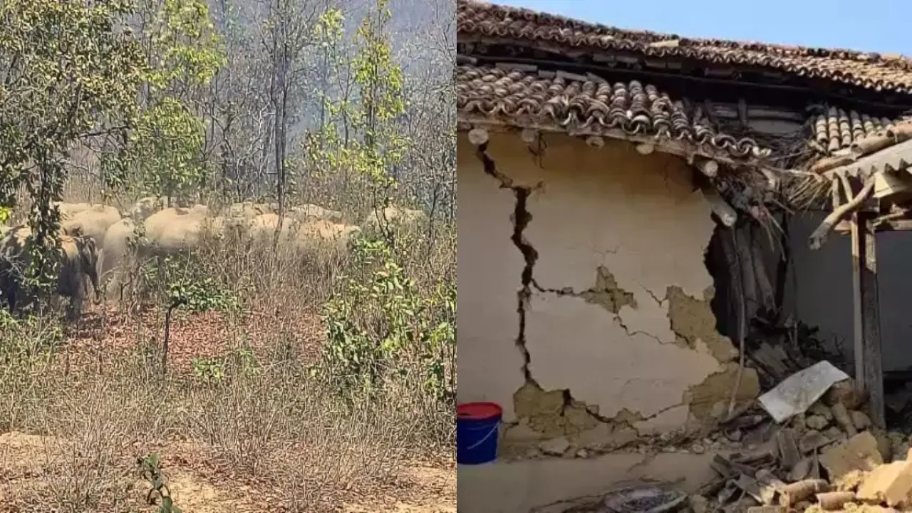 Nawada elephant attack