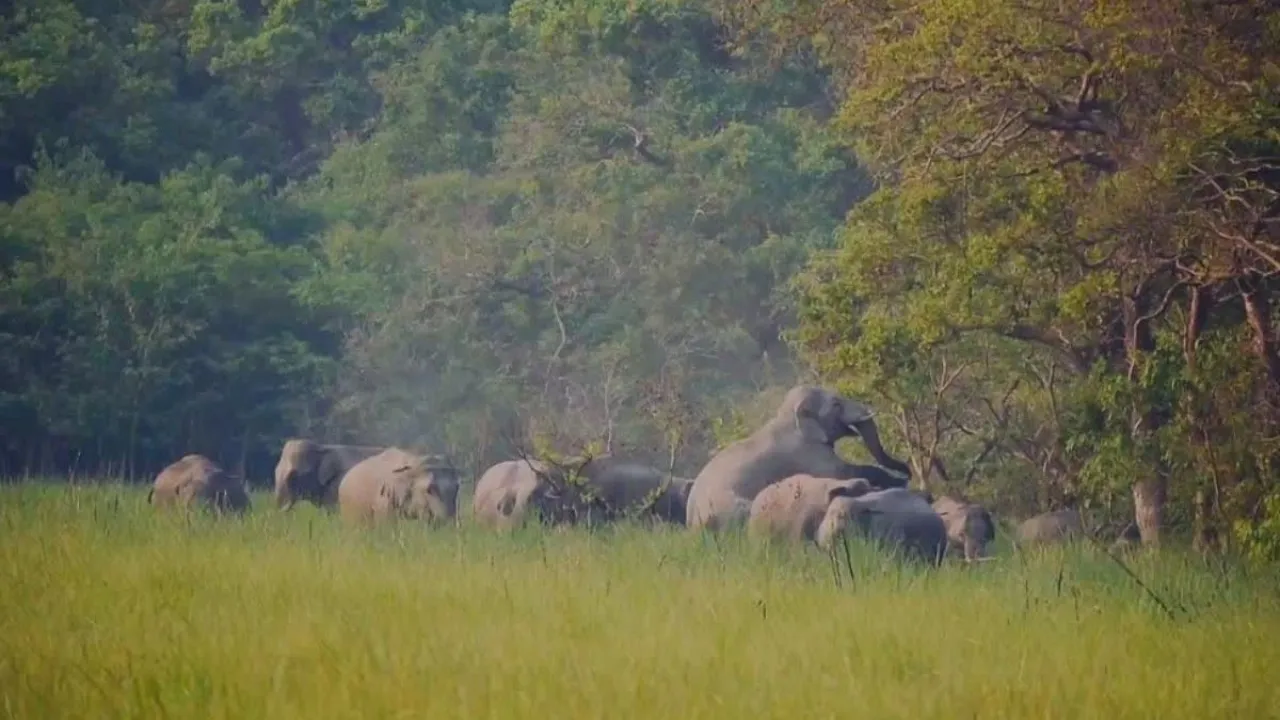 simdega elephant attack