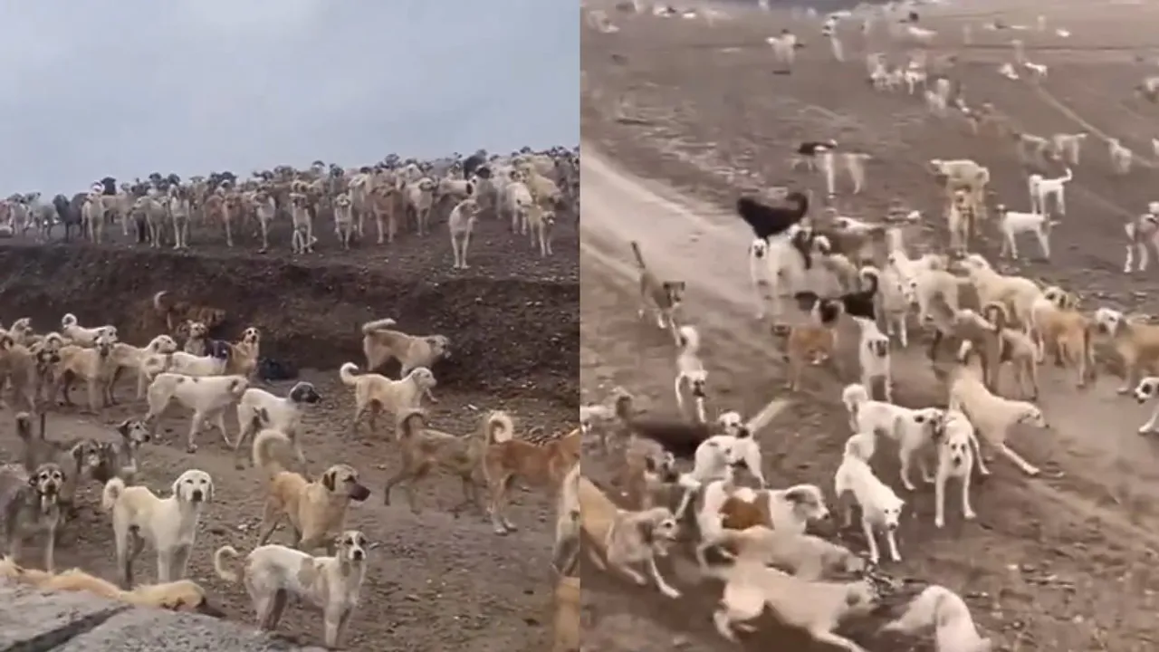 Viral Video Iraq Dog Jail Video On Internet