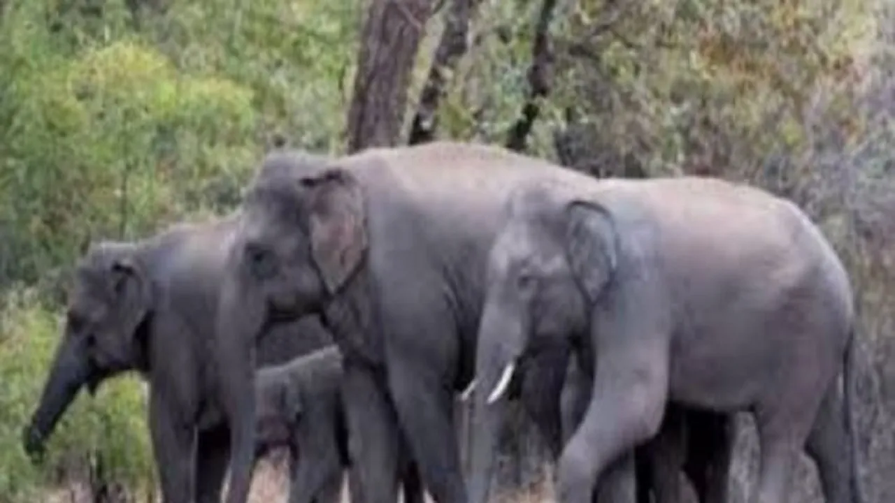 elephant in jharkhand