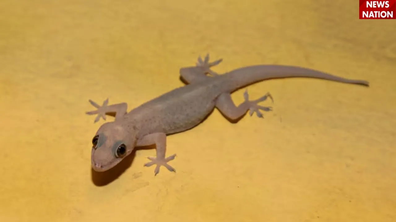 छिपकली 