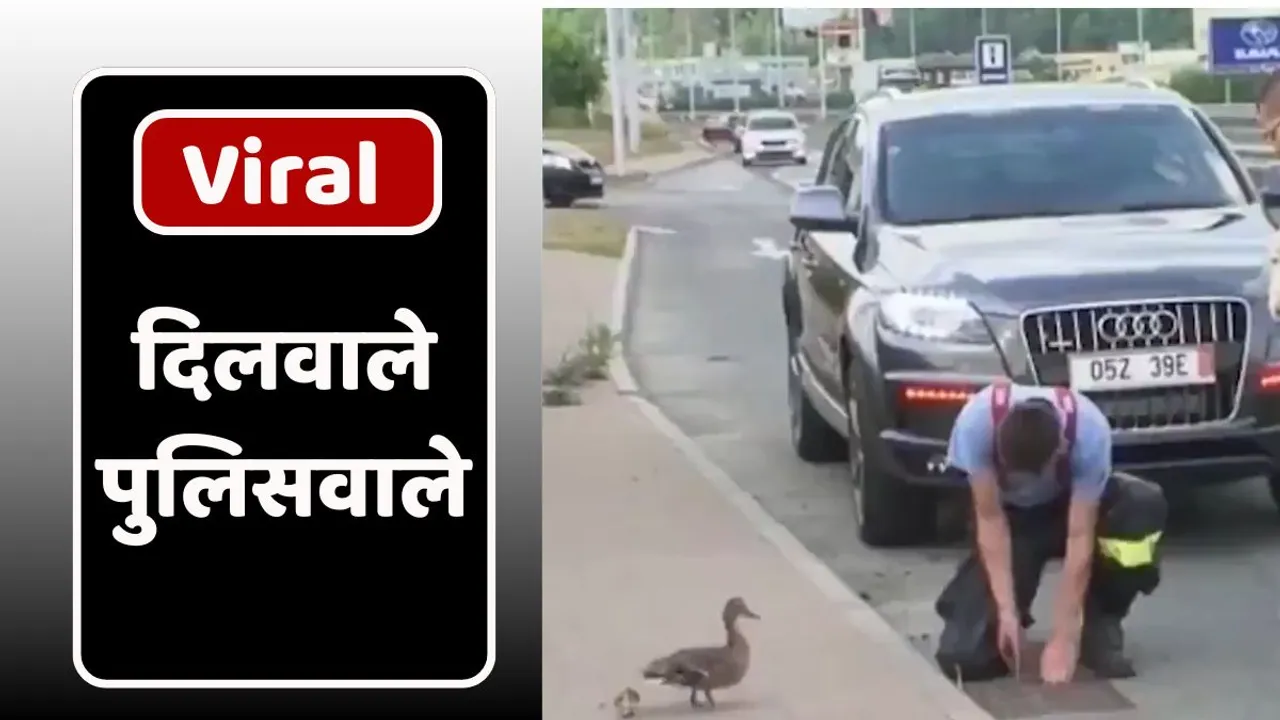 Saved the lives of ducklings
