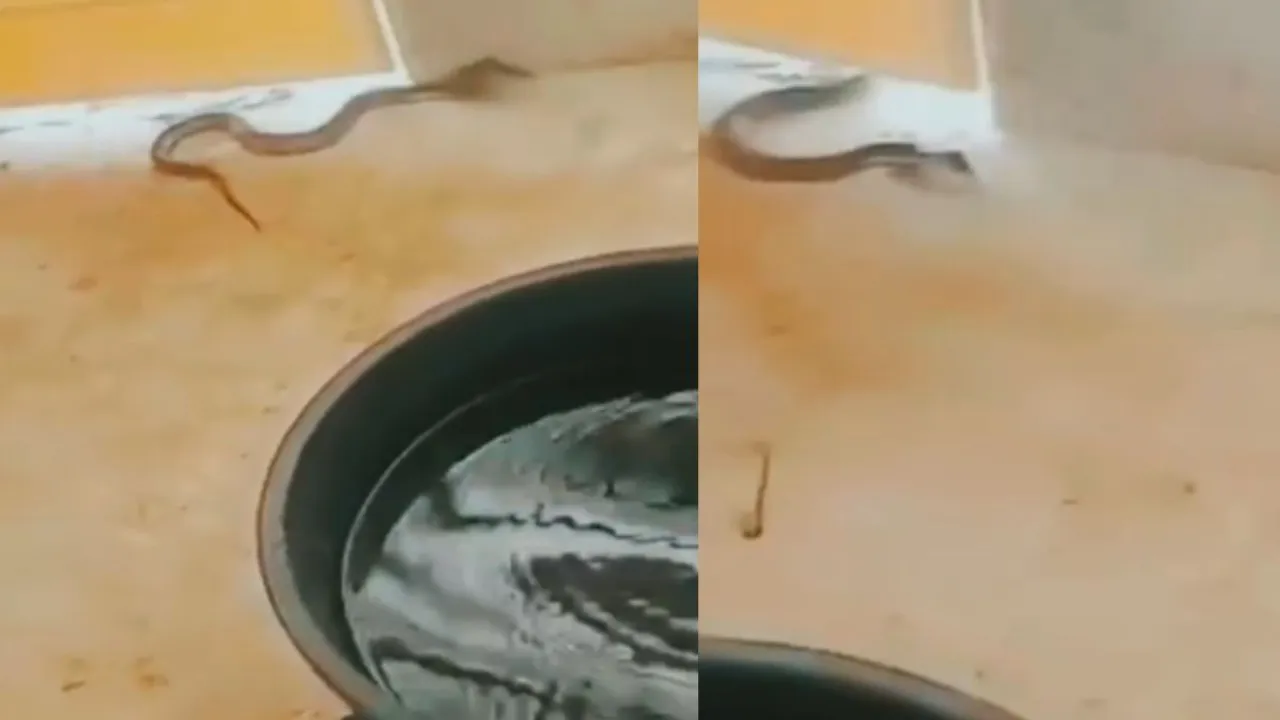 Viral Snake attack video