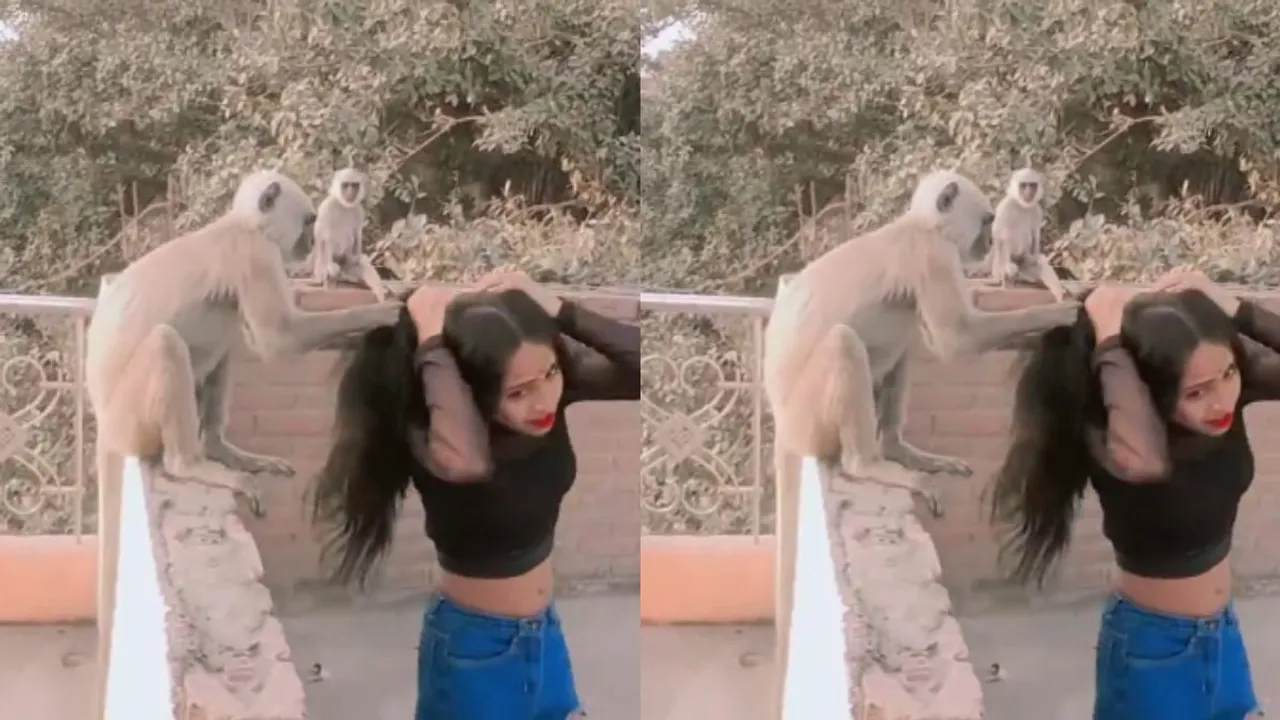 monkey Attack Viral Video
