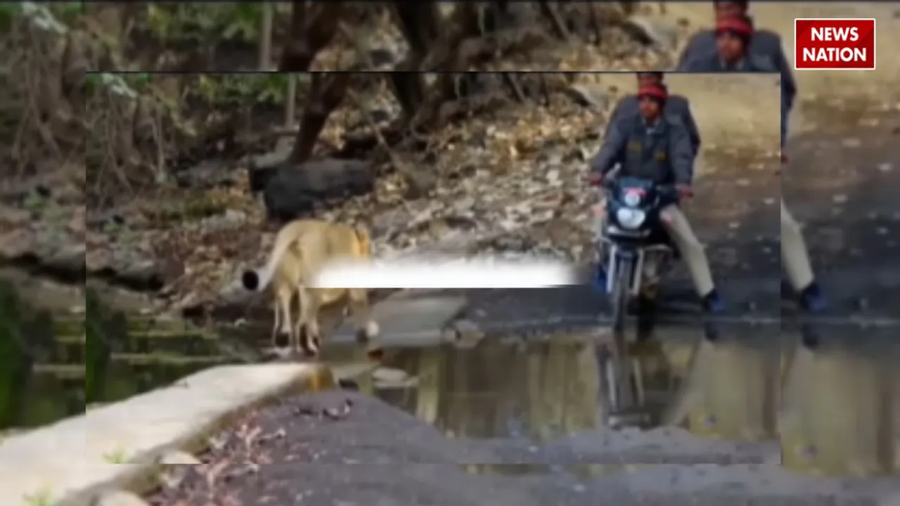 Viral lion video in jungle