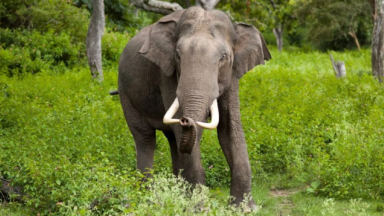 chhaattisgarh balrampur elephant attack
