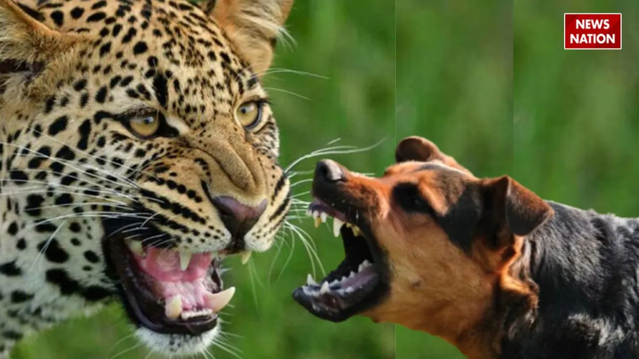 Dog attack leopard 