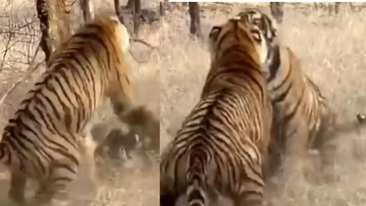 Leopard and tiger fight viral video social media