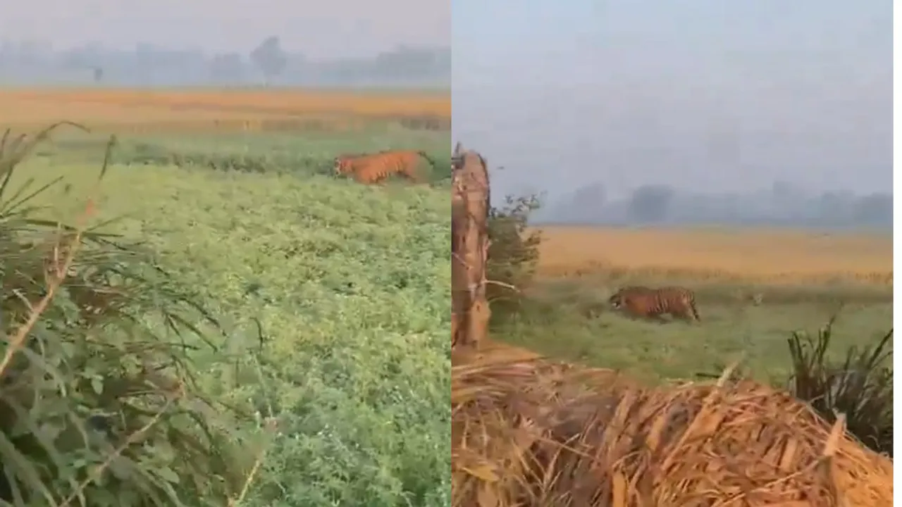 viral video tiger video