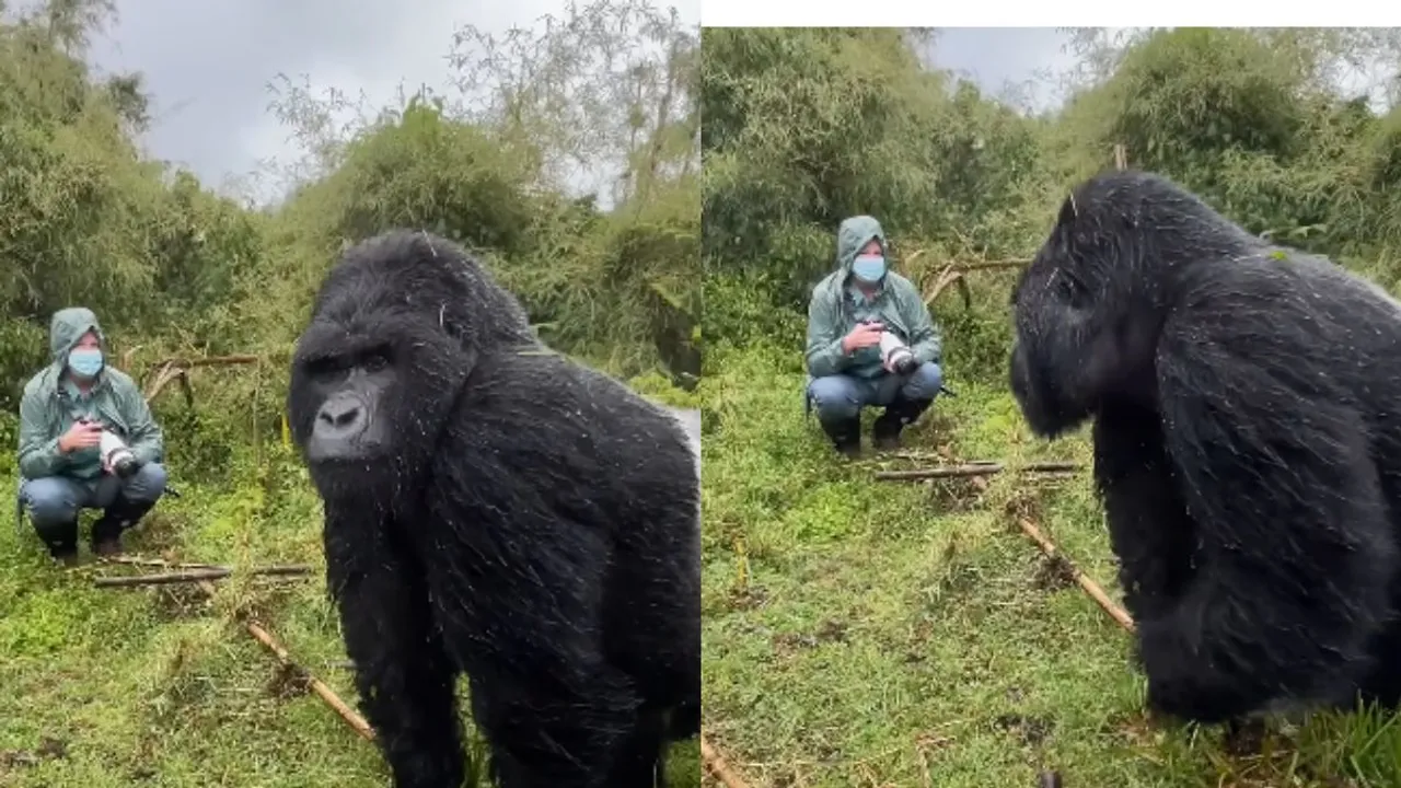 wildlife photographer gorilla