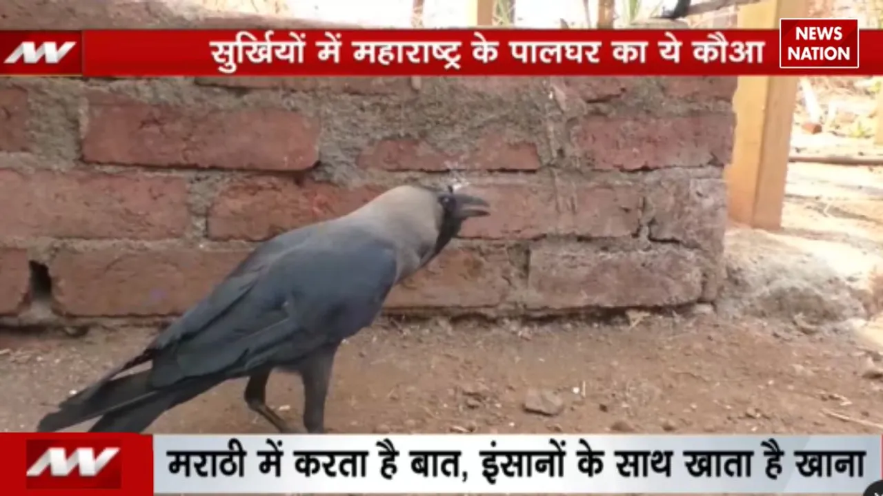 Crow speaking like humans VIRAL VIDEO