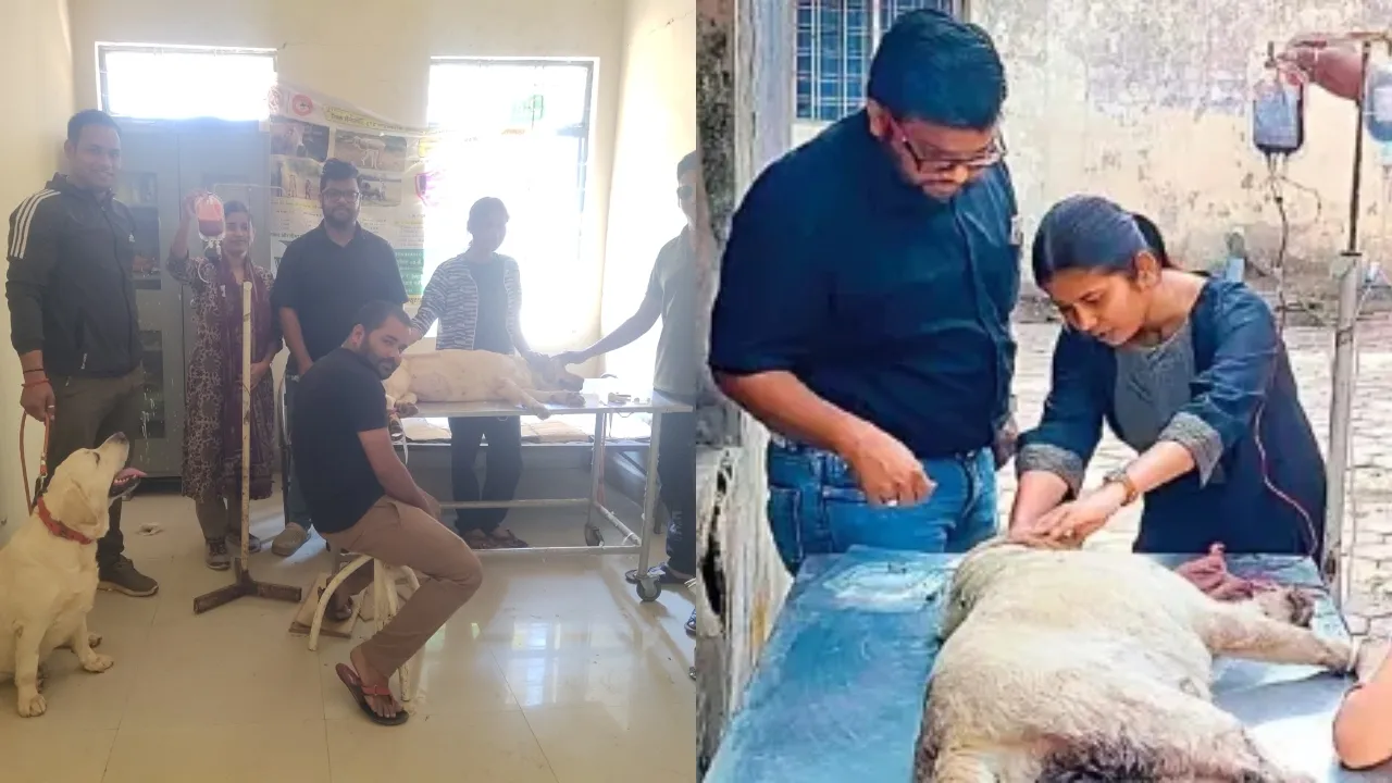 Ashoknagar Dog donates blood