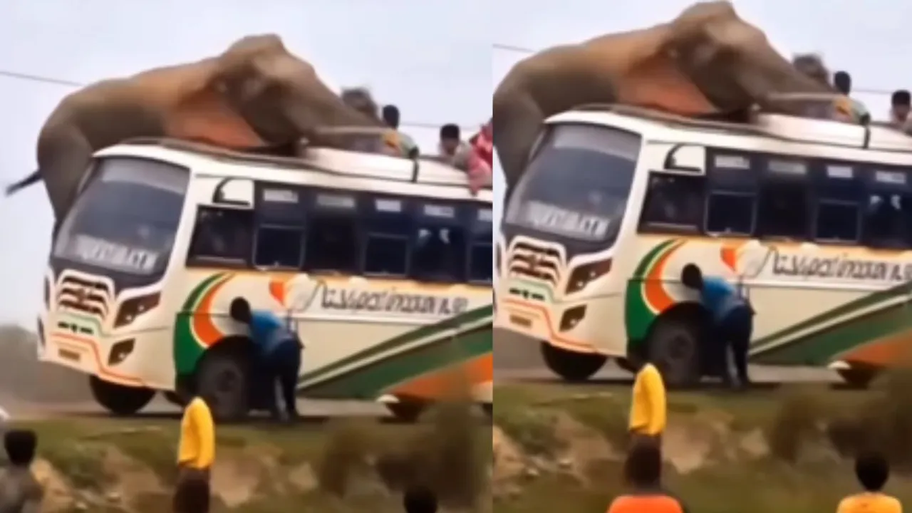 elephant attack on bus