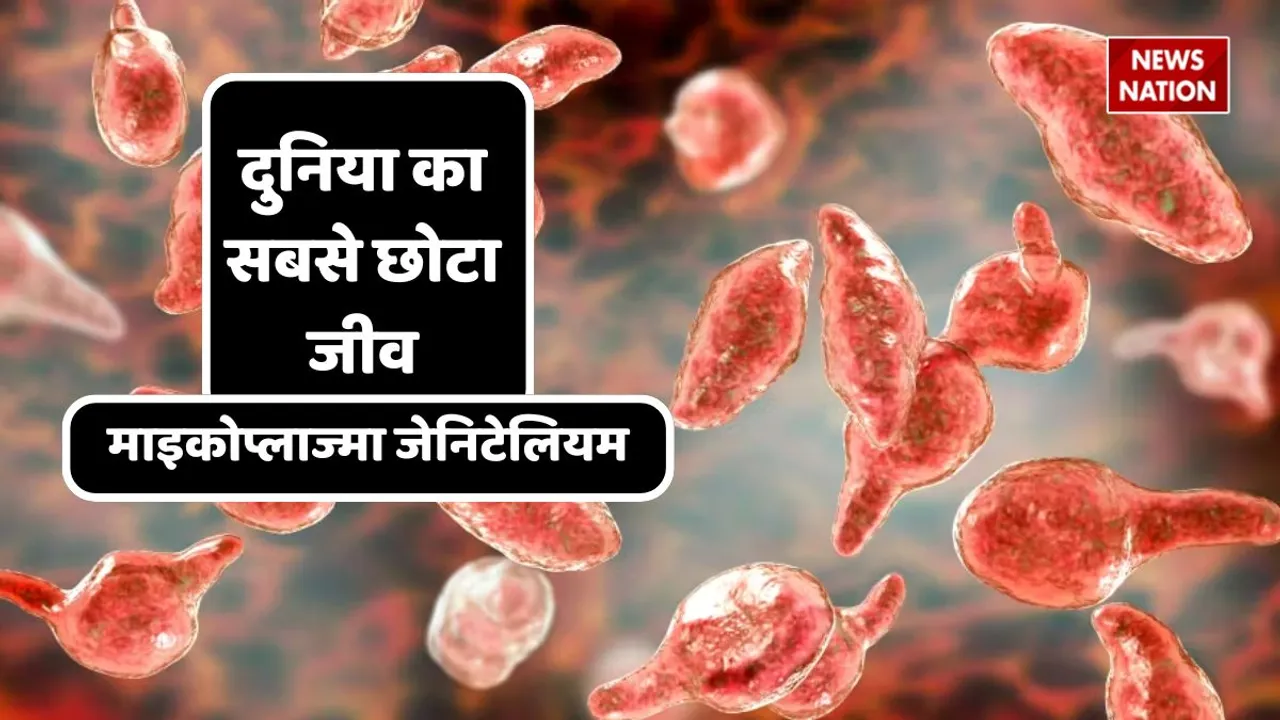 mycoplasma genitalium bacteria