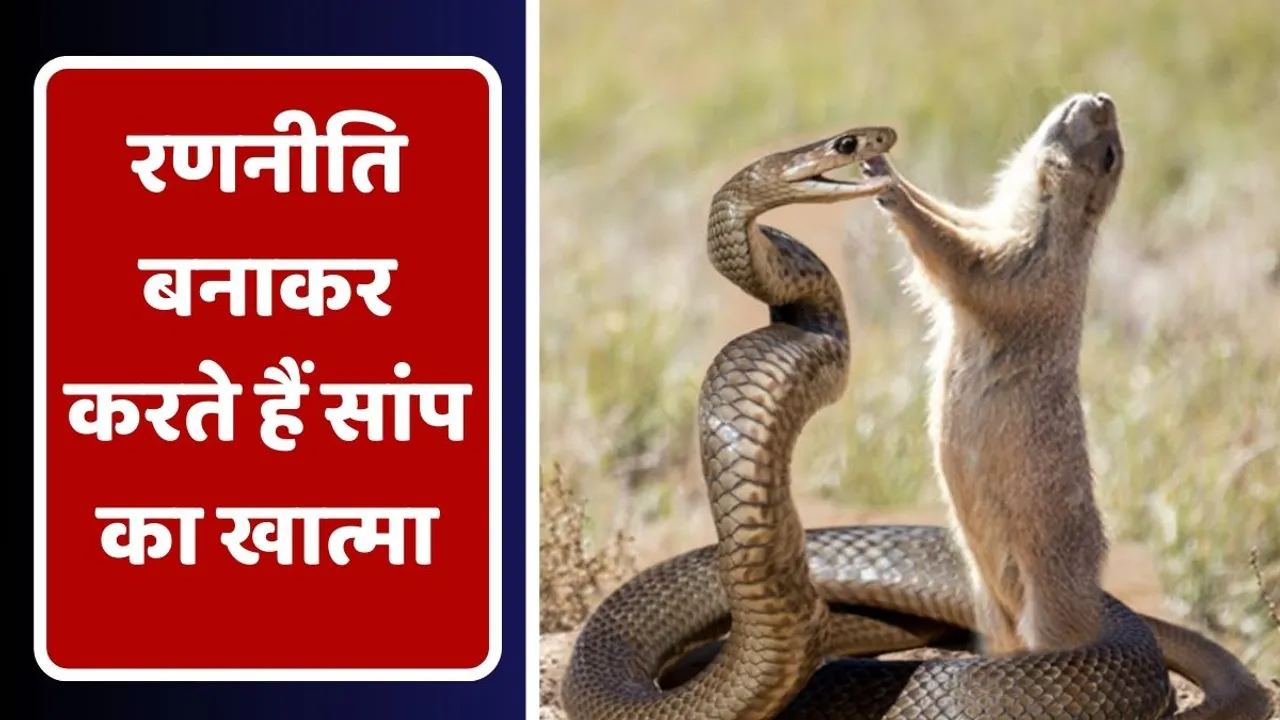 mongoose and snake